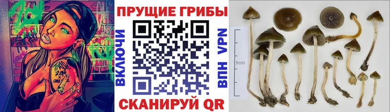 Галлюциногенные грибы MAGIC MUSHROOMS  Купить  Чита 
